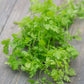 Seed Collection Kitchen Herbs