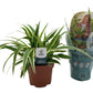 Chlorophytum c. Vittatum - Spider Plant