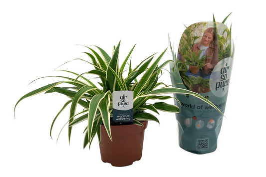 Chlorophytum c. Vittatum - Spider Plant