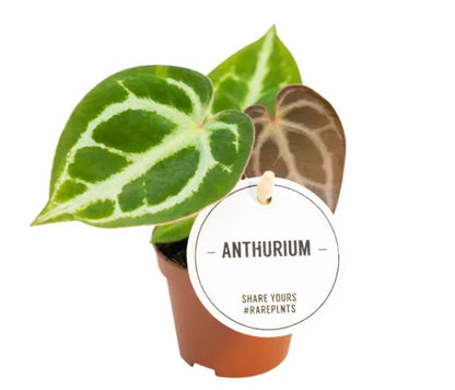 Anthurium Crystallinum