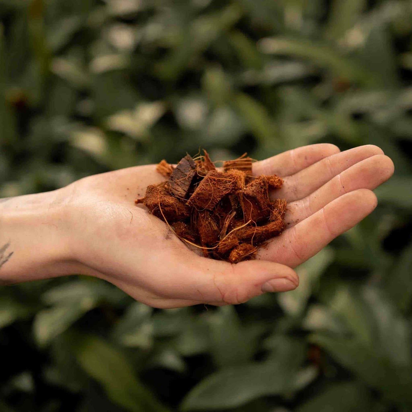 Sybotanica Coconut Husk Chips