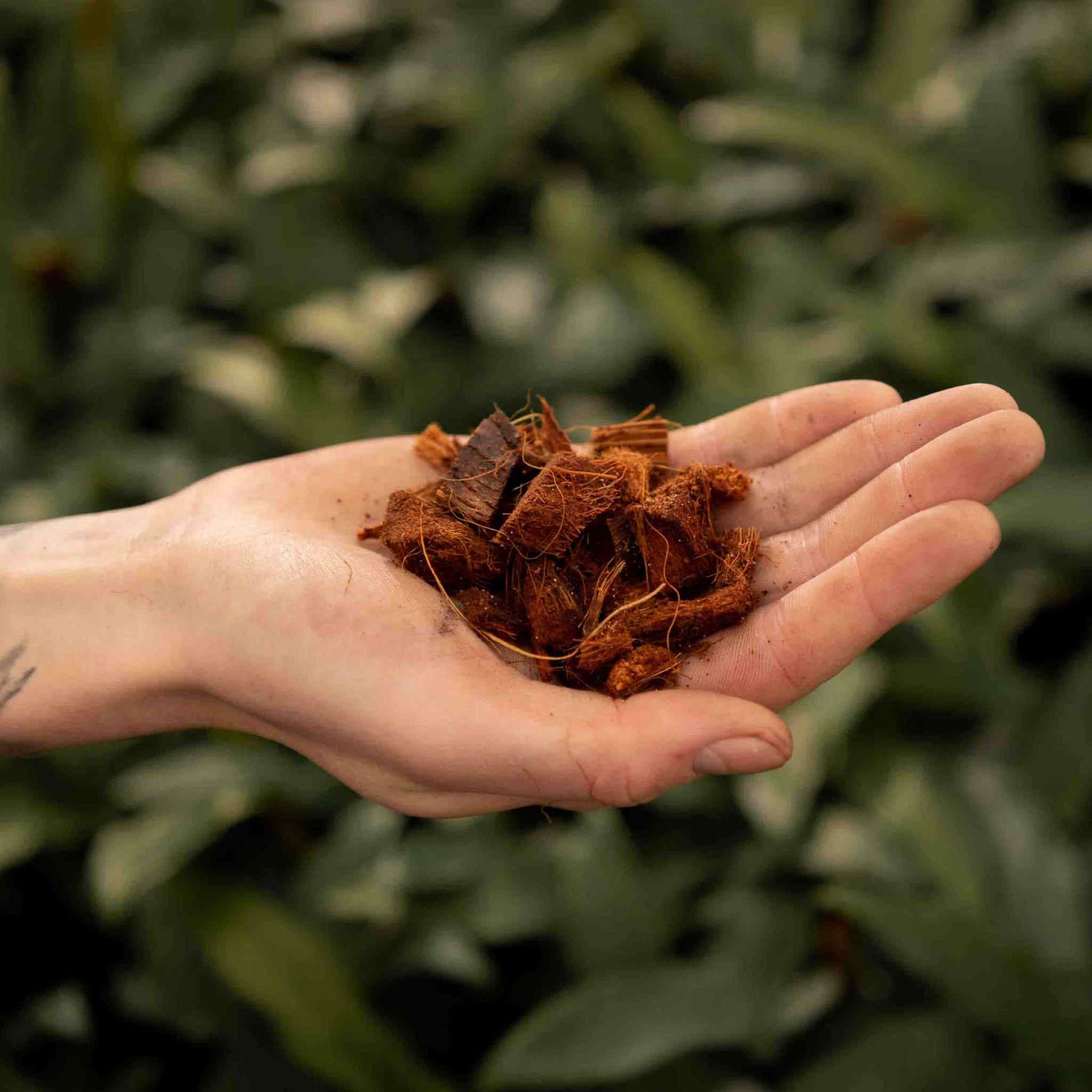 Sybotanica Coconut Husk Chips