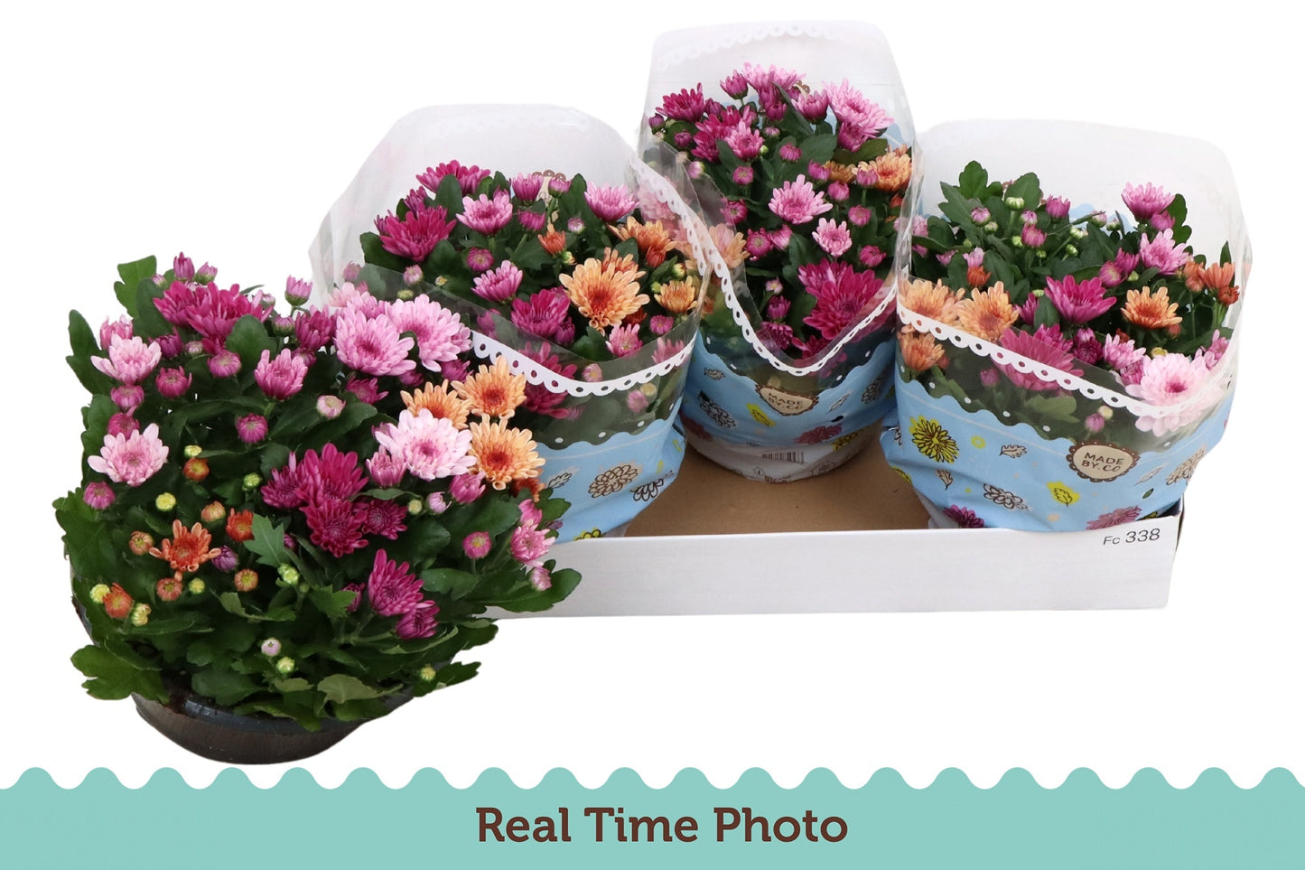 Chrysanthemum Mo Aub Gem Pot