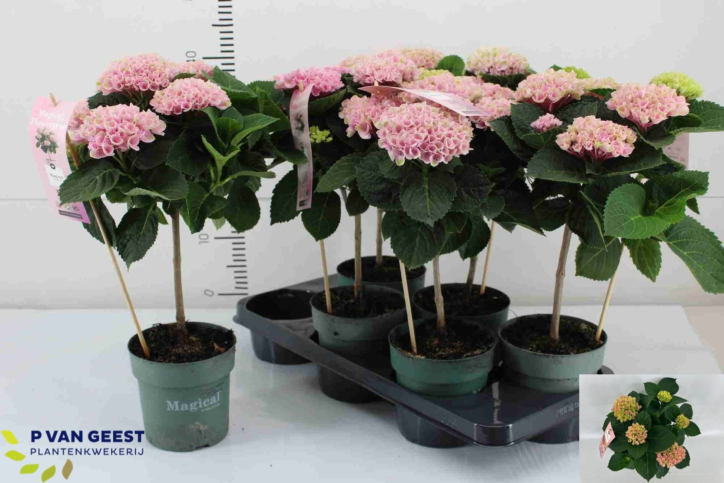 Hydr M Mag Revolution Pink Stemm 6+