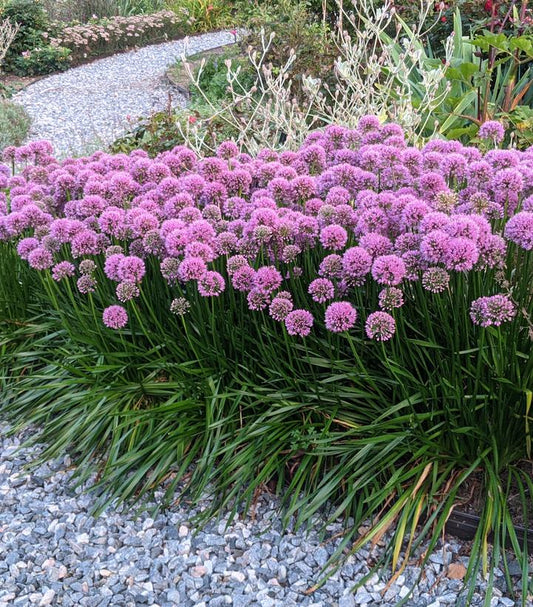 Allium Millenium