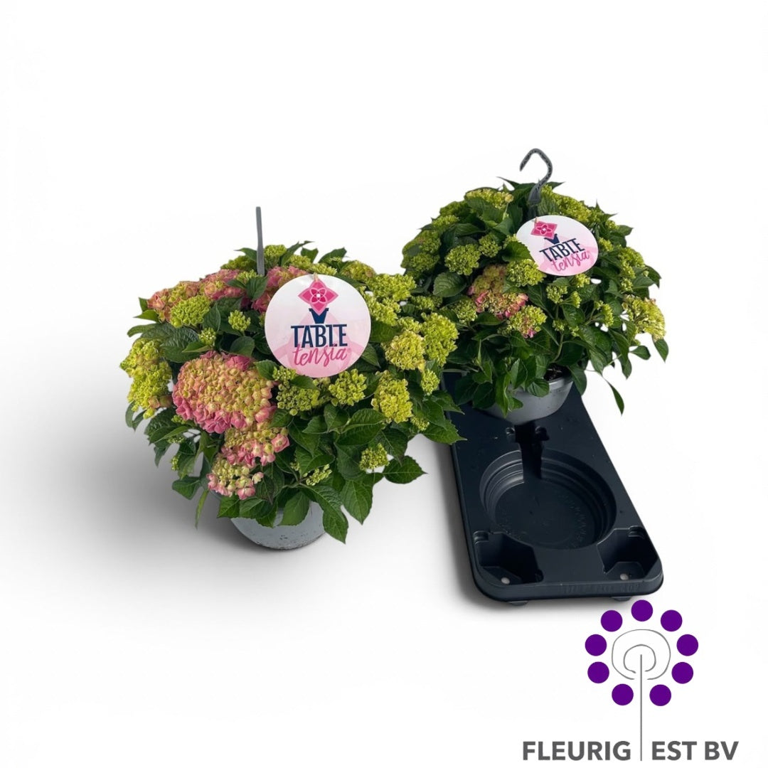 Hydrangea Mac. Table-tensia Hang