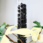 Moss Pole - Our Gentle Garden III
