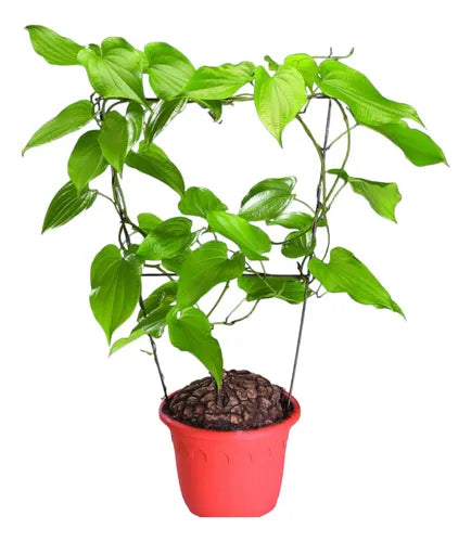 Dioscorea Mexicana - Mexican Yam