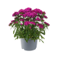 Dianthus Dart Pink Magicia