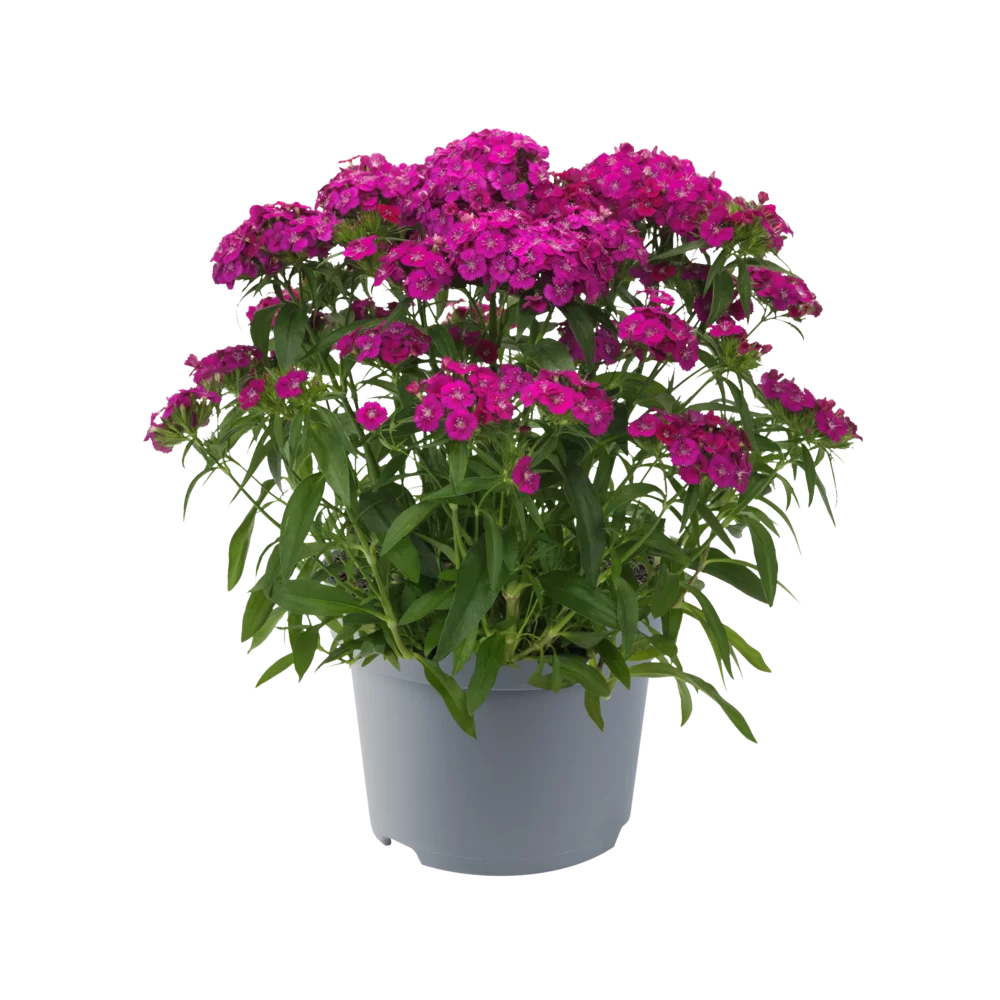 Dianthus Dart Pink Magicia