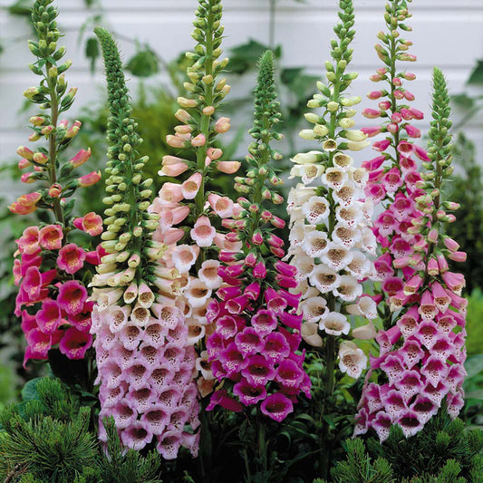 Digitalis Purpurea Mixed
