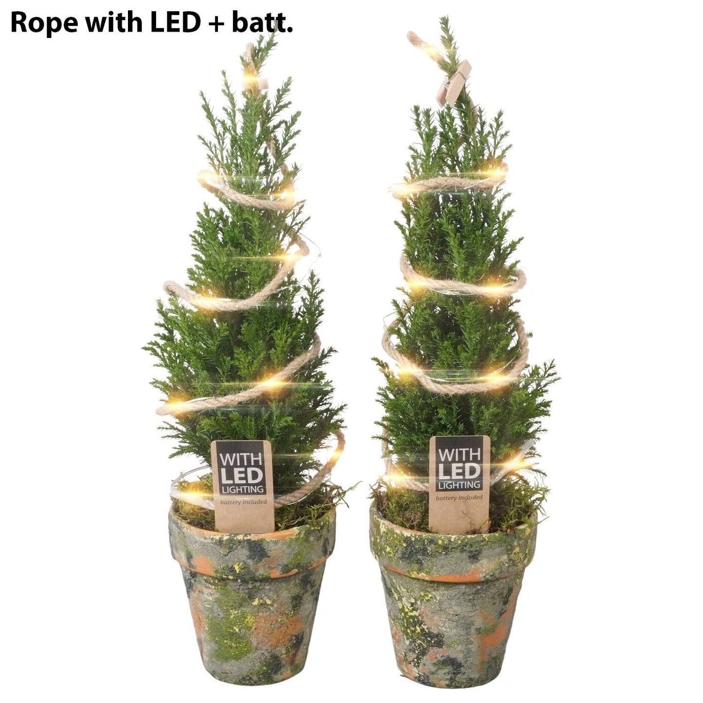 Chamaecyparis L Ellwoodii in Terracotta Pot + Lights