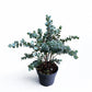 Eucalyptus Urnigera