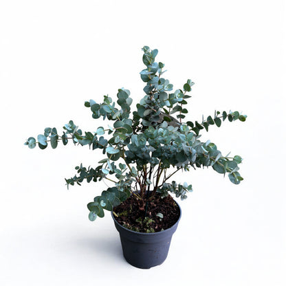 Eucalyptus Urnigera