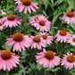Seeds Echinacea Starlight