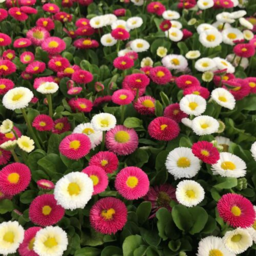 Seeds English Daisy Pomponette Mix