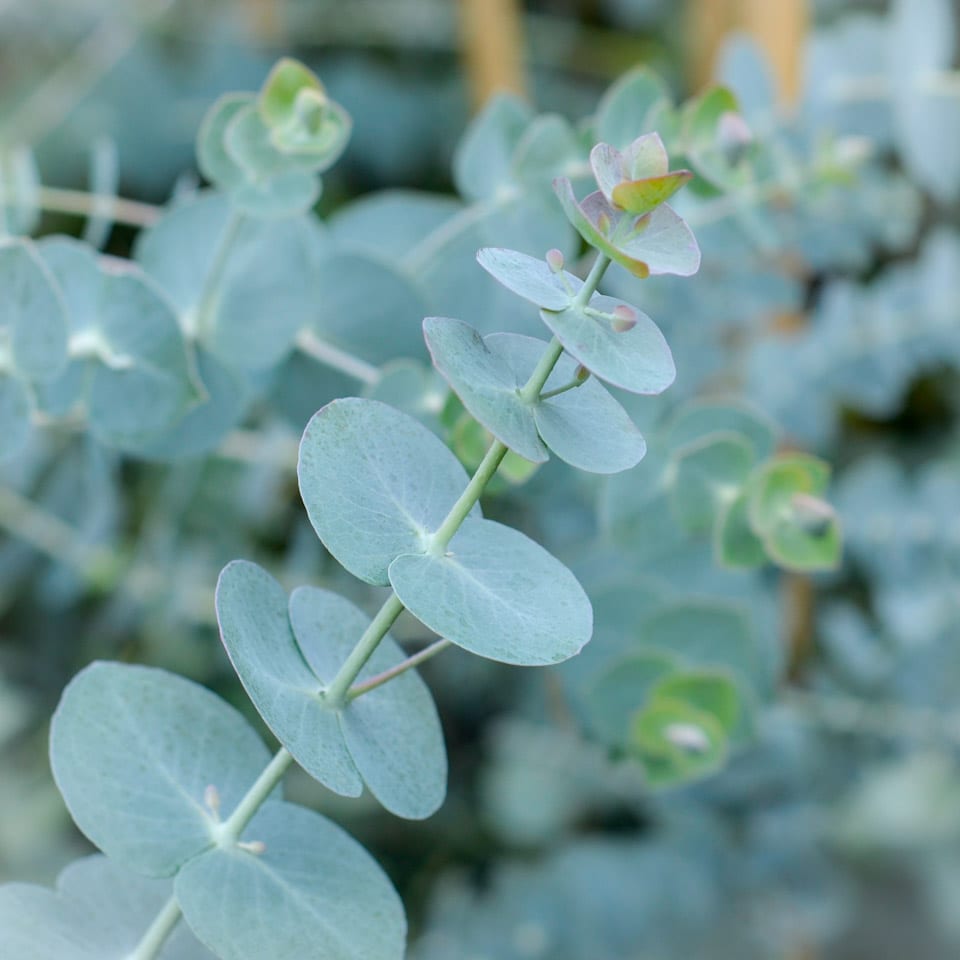 Eucalyptus Purverulenta Baby Blue