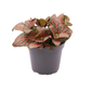 Fittonia - Nerve Plant
