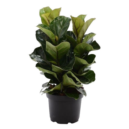 Ficus Lyrata Bambino- Dwarf Fiddle Leaf Fig