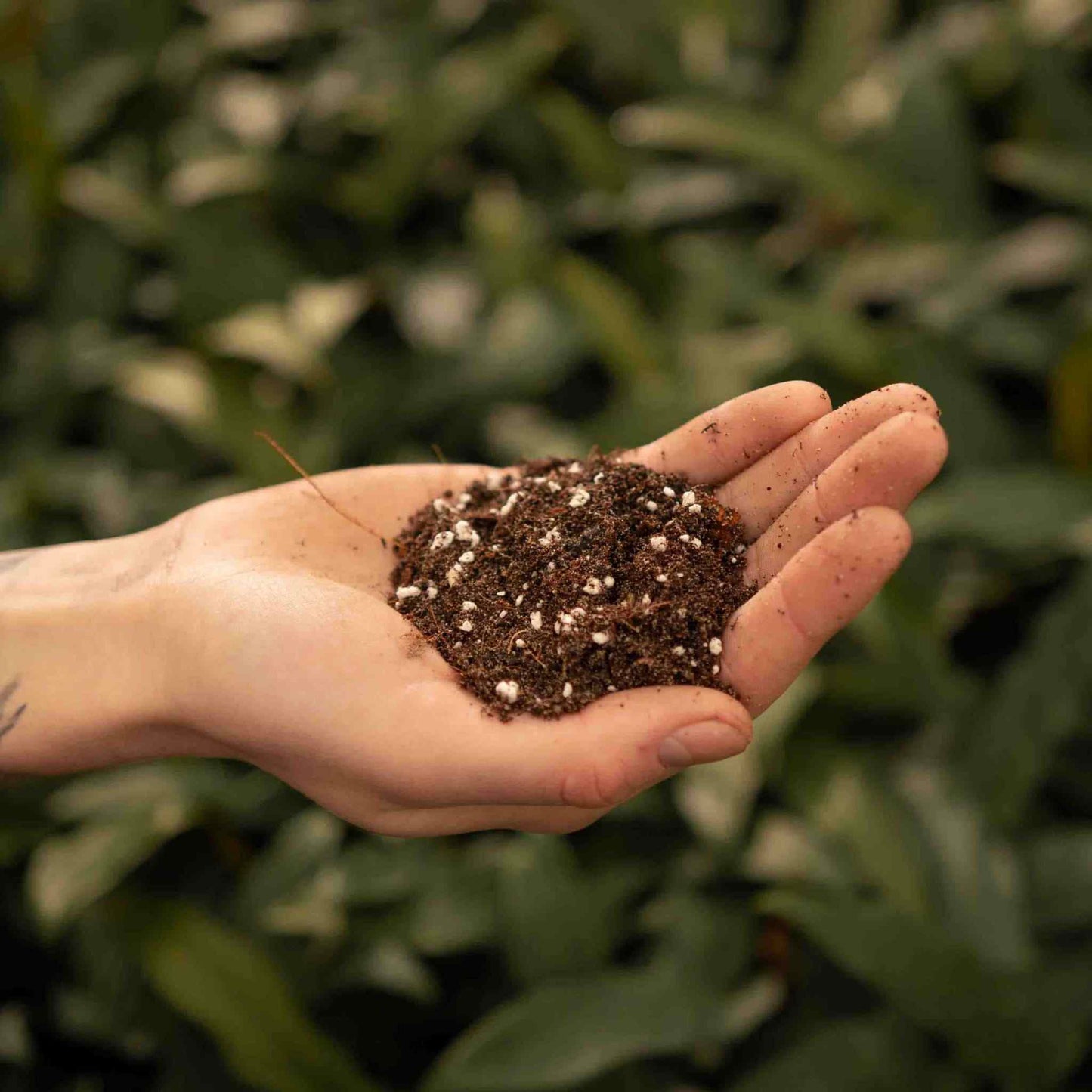 Sybotanica Ficus Mix