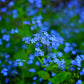 Seed Collection Sweet Love Flowers