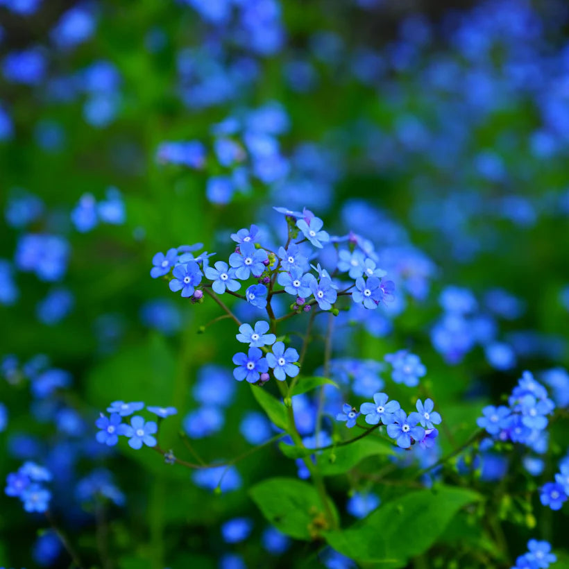 Seeds Forget-me-not Indigo Blue