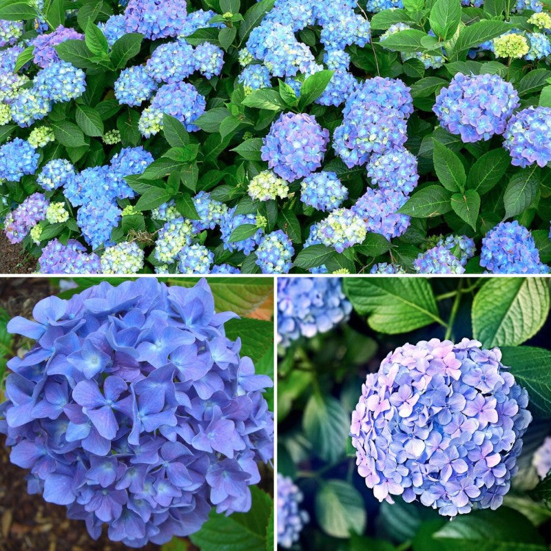 Hydrangea macr Blauer Zwerg - Dwarf Blue