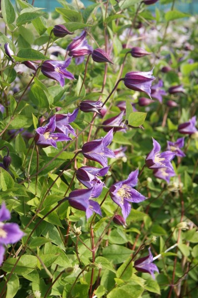 Clematis Prince William