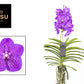 Vanda hybr New Blue