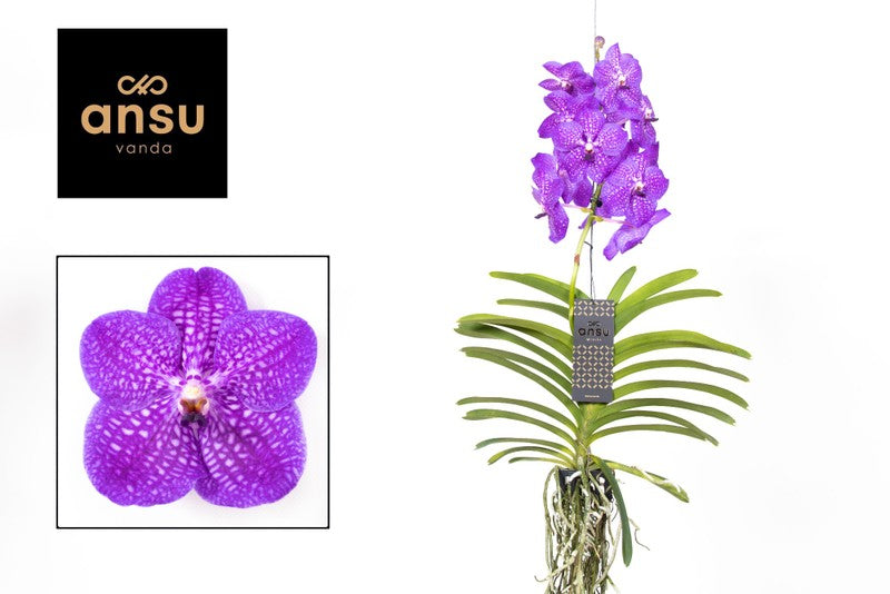 Vanda hybr New Blue