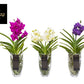 Vanda hybr mix + Glass Charlotte