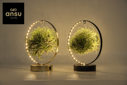 Air Plant in Metal Ring / Cube
