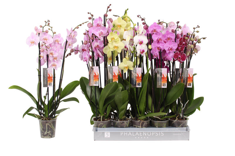 Phalaenopsis Mix 4t 25+ mixed