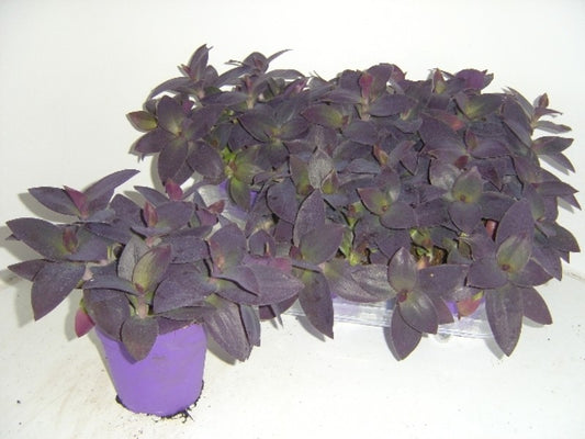 Tradescantia Palida