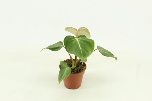 Philodendron Gloriosum
