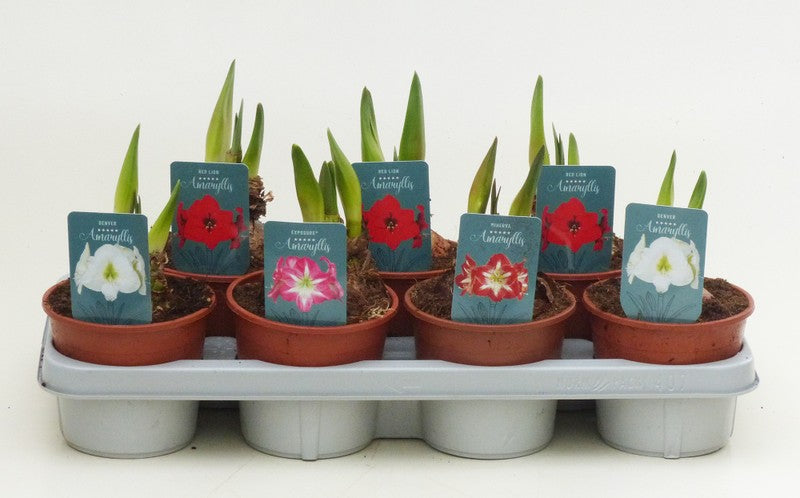 Hypeastrum Amaryllis Supers 2pp Mixed