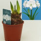 Hypeastrum Amaryllis Supers 2pp Akiko White