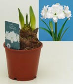 Hypeastrum Amaryllis Supers 2pp Akiko White