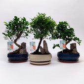 Bonsai Landscape Medium with Saucer