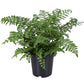 Asplenium parvati - Mother fern