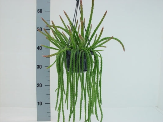 Aporocactus melanie hanging