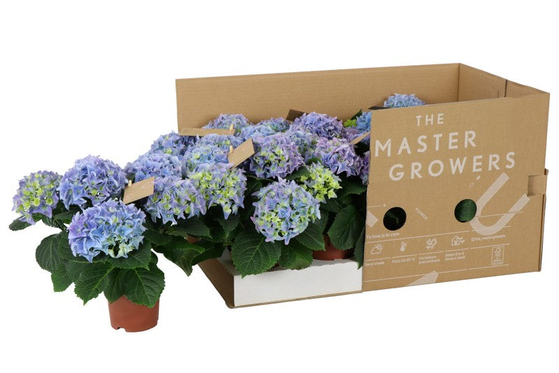 Hydrangea macr Blue Pure 3+ ECO