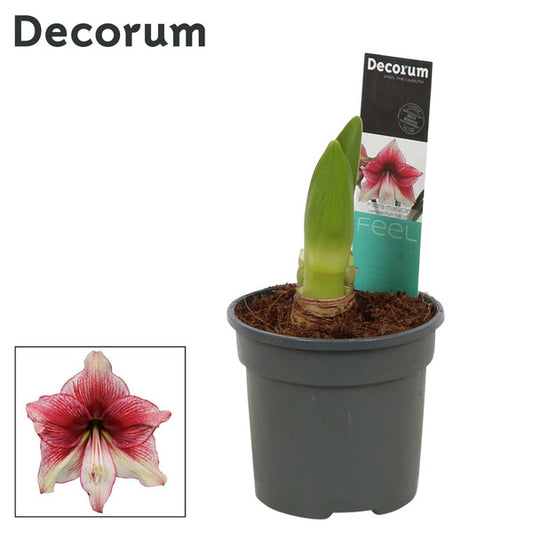 Hypeastrum Amaryllis Tosca 2pp