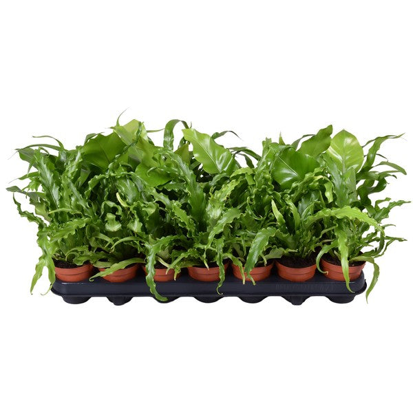Asplenium antiquuum - Birds Nest Fern