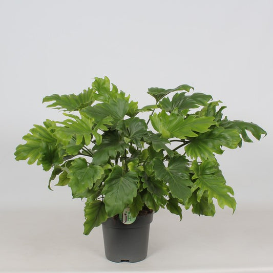 Philodendron Little Hope