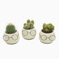 Cactus in Ceramic Pot Glasses 7cm