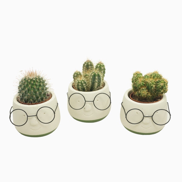 Cactus in Ceramic Pot Glasses 7cm