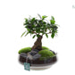 Compo Green Bottle Ficus