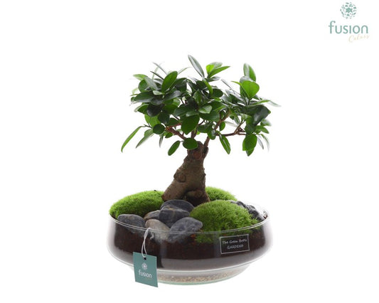 Compo Green Bottle Ficus