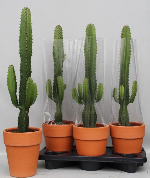 Euphorbia acruensis + terracotta pot